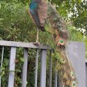 Peacock goes on leisurely ‘tour’ of Sembawang landed estate, inspects cars in rare sighting – MS News – Independent News For Singaporeans