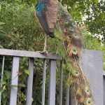 Peacock goes on leisurely ‘tour’ of Sembawang landed estate, inspects cars in rare sighting – MS News – Independent News For Singaporeans