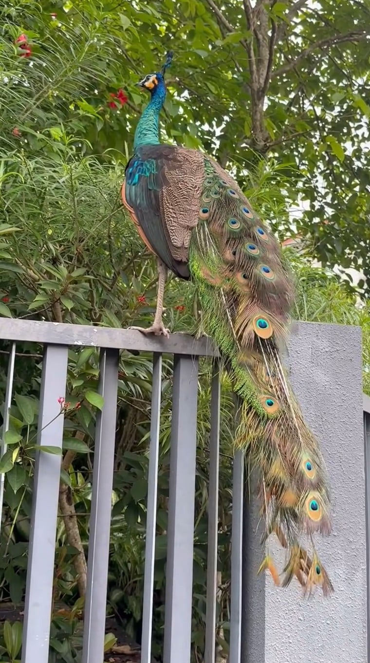 Peacock goes on leisurely ‘tour’ of Sembawang landed estate, inspects cars in rare sighting – MS News – Independent News For Singaporeans