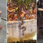 5 common mistakes to avoid during a snake encounter in S’pore, according to a wildlife expert