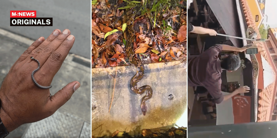 5 common mistakes to avoid during a snake encounter in S’pore, according to a wildlife expert 5 common mistakes to avoid during a snake encounter in S’pore, according to a wildlife expert