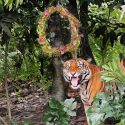 Watch tigers and sun bears unwrap gifts as part of festive celebrations at Mandai Wildlife Reserve