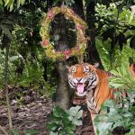 Watch tigers and sun bears unwrap gifts as part of festive celebrations at Mandai Wildlife Reserve