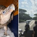 Rare sighting of Himalayan vulture in Singapore, viral video shows it was struggling to fly near ECP