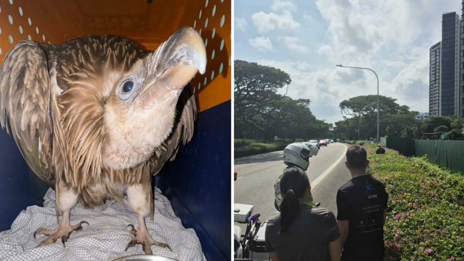 Rare sighting of Himalayan vulture in Singapore, viral video shows it was struggling to fly near ECP Rare sighting of Himalayan vulture in Singapore, viral video shows it was struggling to fly near ECP