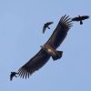 Singapore birdwatchers abuzz over Himalayan vultures spotted in Clementi
