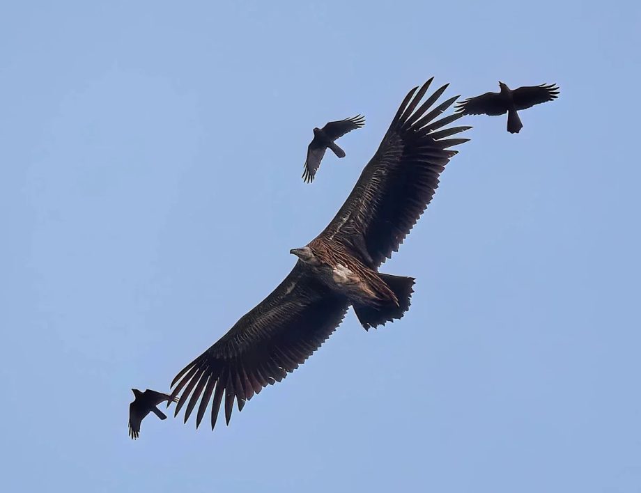 Singapore birdwatchers abuzz over Himalayan vultures spotted in Clementi Singapore birdwatchers abuzz over Himalayan vultures spotted in Clementi