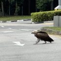Himalayan vulture stuns in eastern Singapore after rare sightings in the west
