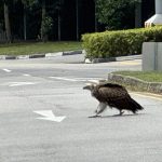 Himalayan vulture stuns in eastern Singapore after rare sightings in the west
