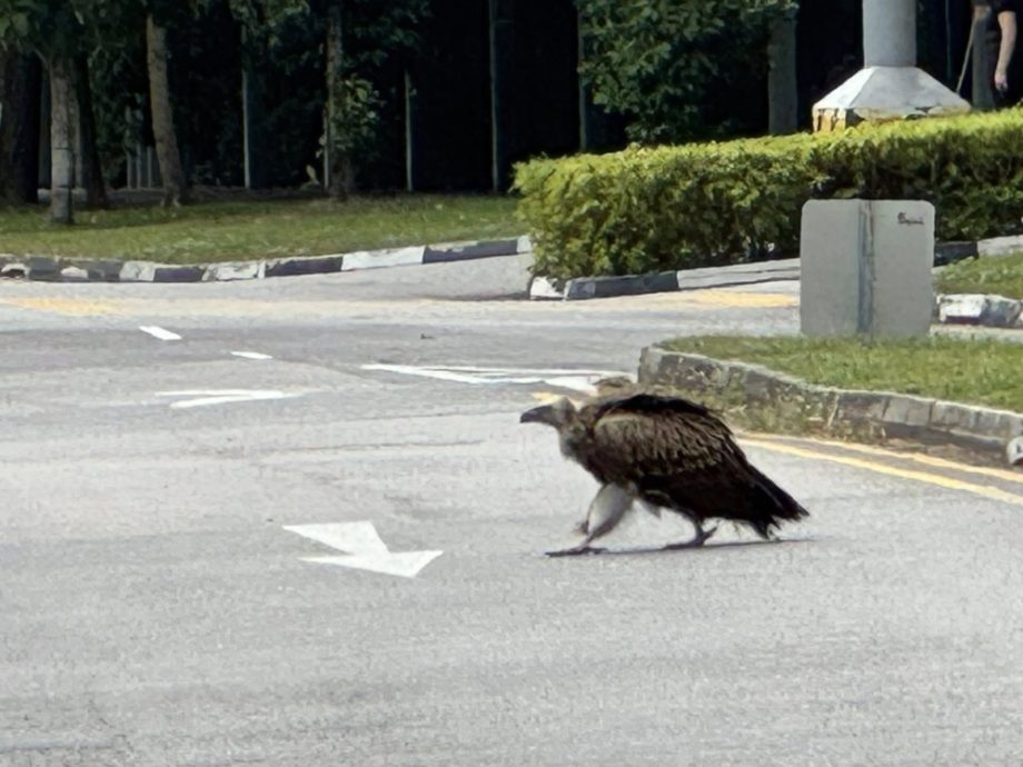 Himalayan vulture stuns in eastern Singapore after rare sightings in the west Himalayan vulture stuns in eastern Singapore after rare sightings in the west