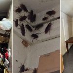 50 volunteers clear cockroach-infested Yishun flat in 6 hours while elderly woman is hospitalised 50 volunteers clear cockroach-infested Yishun flat in 6 hours while elderly woman is hospitalised