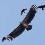 Singapore birdwatchers abuzz over Himalayan vultures spotted in Clementi