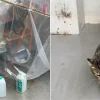 Community cat spotted in innovative homemade shelter: ‘Cat haters would complain when they see this’