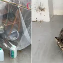 Community cat spotted in innovative homemade shelter: ‘Cat haters would complain when they see this’ Community cat spotted in innovative homemade shelter: ‘Cat haters would complain when they see this’