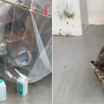 Community cat spotted in innovative homemade shelter: ‘Cat haters would complain when they see this’