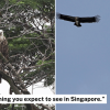 Rare Himalayan vultures spotted outside Clementi home window, spend night in Maju Forest