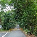 Cyclist jailed for obstructing NParks officer while trying to exit closed trail in Bukit Timah Nature Reserve