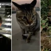 TikToker ‘meowdiates’ catfight to the delight of netizens: ‘Deserves an Emmy’