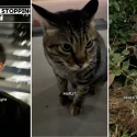 TikToker ‘meowdiates’ catfight to the delight of netizens: ‘Deserves an Emmy’