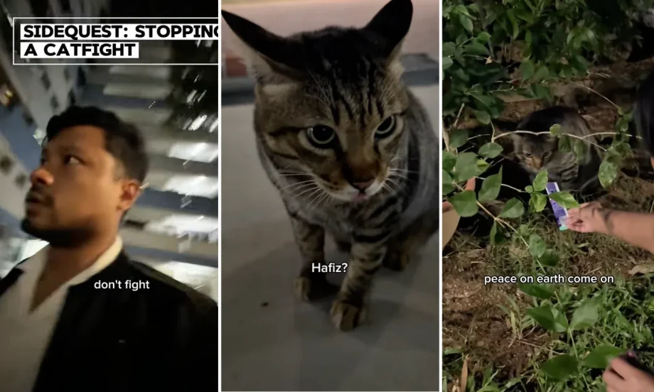 TikToker ‘meowdiates’ catfight to the delight of netizens: ‘Deserves an Emmy’