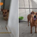 Dogs from Seletar West Farm were ‘timid and unsure’ after controversial trapping incident, says volunteer