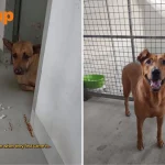 Dogs from Seletar West Farm were ‘timid and unsure’ after controversial trapping incident, says volunteer Dogs from Seletar West Farm were ‘timid and unsure’ after controversial trapping incident, says volunteer