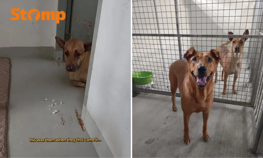 Dogs from Seletar West Farm were ‘timid and unsure’ after controversial trapping incident, says volunteer