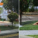 Geylang resident worries for dog tied up for hours without water as owners play pickleball, SPCA responds