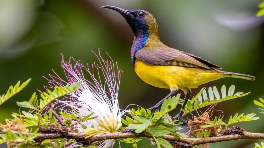 Gardens by the Bay launches two brand new weekend nature tours, participation is free for Singaporeans