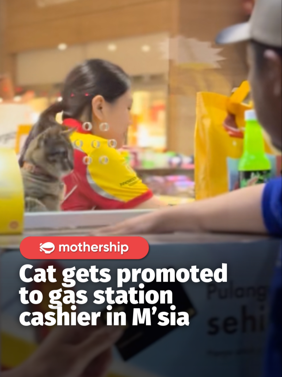 @mothershipsg the cutest cashier <3 #fyp #malaysia #cat …