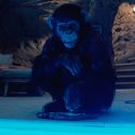 Primate Review – IGN