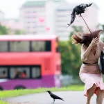 Singapore to resume crow shooting operations from second half of March