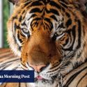 Why did 72 tigers die at a Thailand tourist park in under 2 weeks?