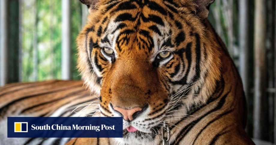 Why did 72 tigers die at a Thailand tourist park in under 2 weeks? Why did 72 tigers die at a Thailand tourist park in under 2 weeks?