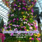 @mothership.nova Orchid Extravaganza : Till Aug. 31 : Flower Dome at Gardens by …