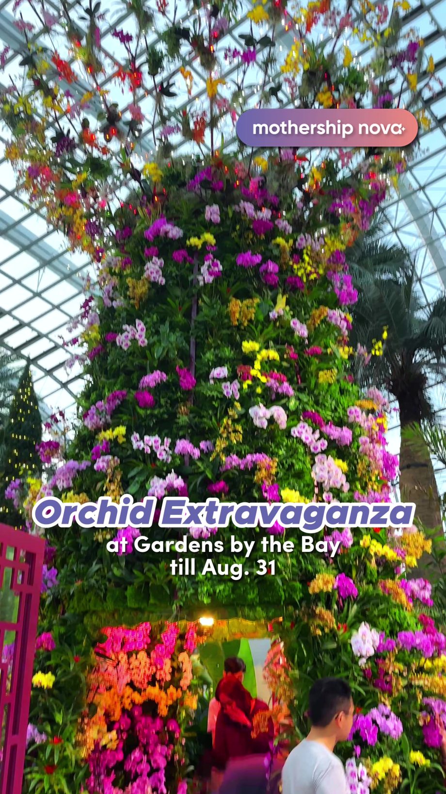 @mothership.nova Orchid Extravaganza : Till Aug. 31 : Flower Dome at Gardens by …