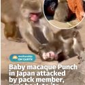 @mothershipsg my shayla not again Punch, the baby macaque who went viral for clu…