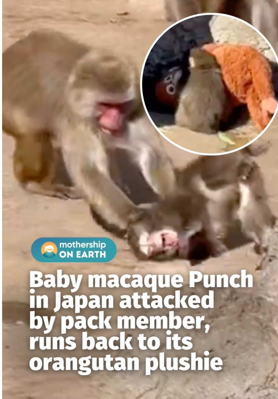 @mothershipsg my shayla not again Punch, the baby macaque who went viral for clu… @mothershipsg my shayla not again Punch, the baby macaque who went viral for clu…