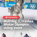 @mothershipsg just a cross-species crossover in a cross-country event  Nazgul, a…
