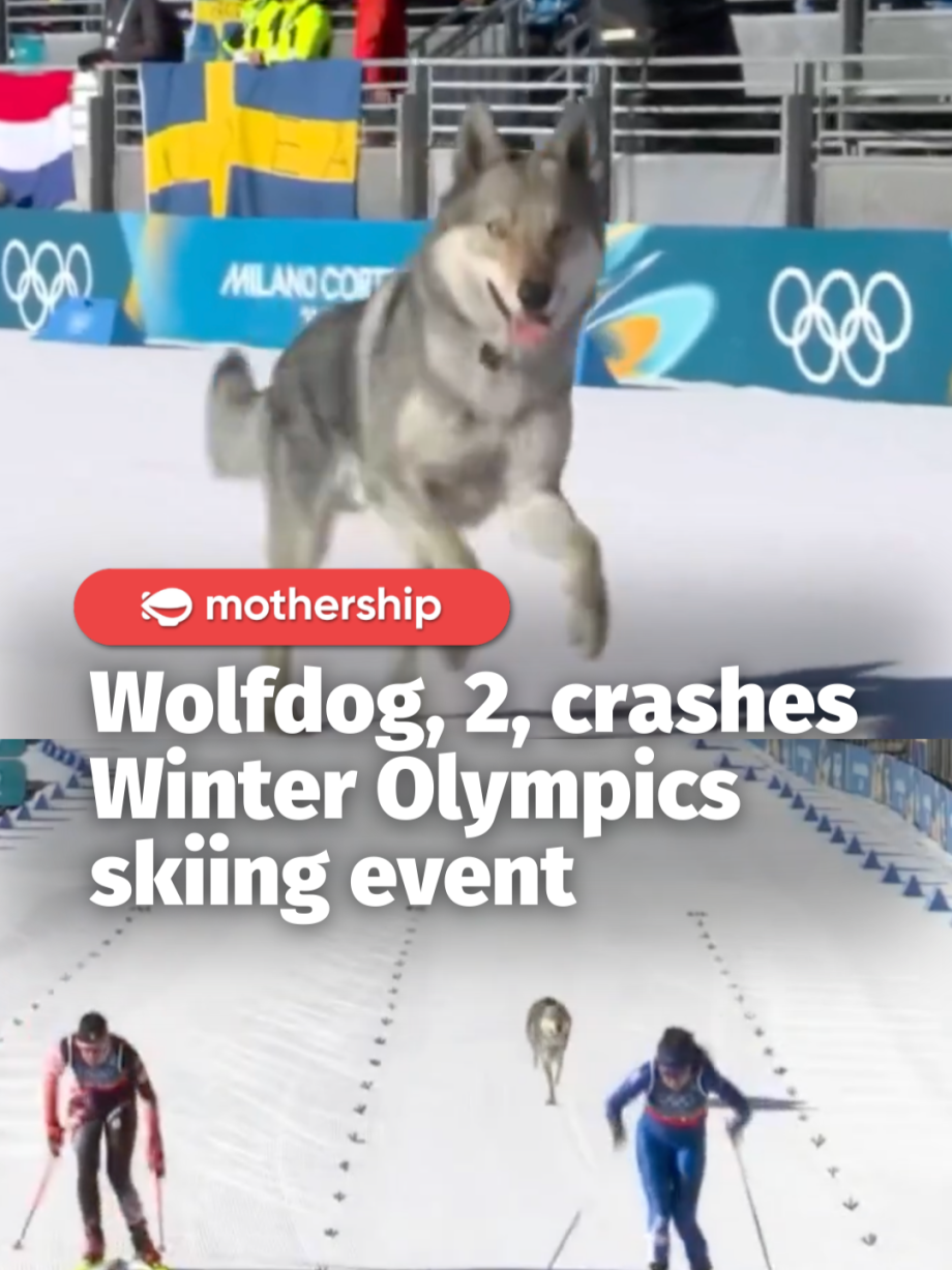 @mothershipsg just a cross-species crossover in a cross-country event Nazgul, a… @mothershipsg just a cross-species crossover in a cross-country event Nazgul, a…