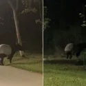 ‘Rarer than striking lottery’: Cyclist spots Malayan tapir in Lorong Halus