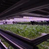 S’pore farms brace themselves for rise in costs due to Mid-East war, will keep prices steady for now