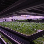 S’pore farms brace themselves for rise in costs due to Mid-East war, will keep prices steady for now