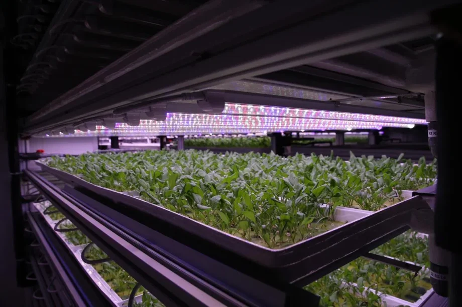 S’pore farms brace themselves for rise in costs due to Mid-East war, will keep prices steady for now S’pore farms brace themselves for rise in costs due to Mid-East war, will keep prices steady for now