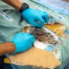 Singapore Seizes Record Asian Pangolin Scales Disguised as ‘Dried Fish Skin’