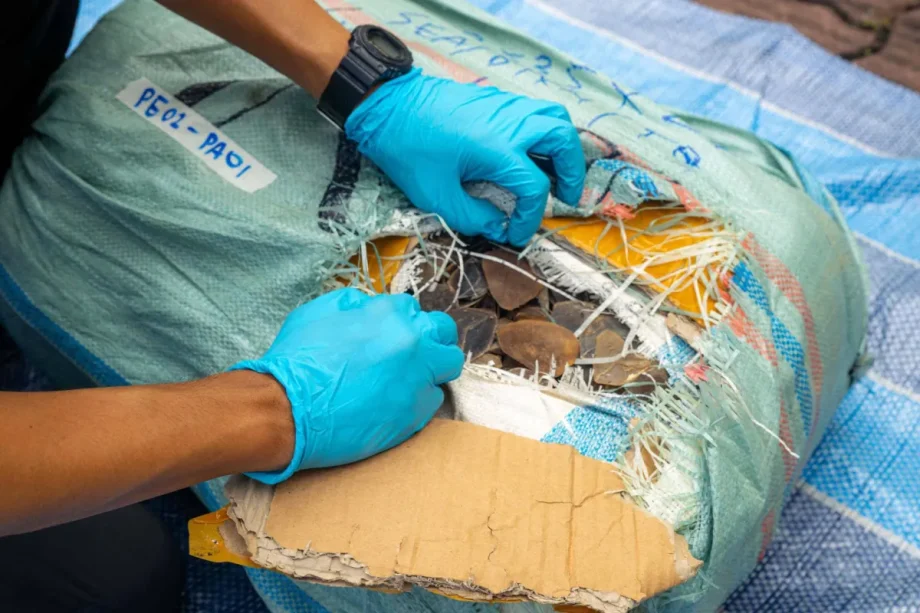 Singapore Seizes Record Asian Pangolin Scales Disguised as ‘Dried Fish Skin’