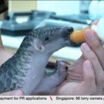 Record 830kg of pangolin scales seized in Singapore