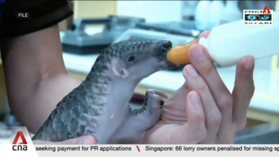 Record 830kg of pangolin scales seized in Singapore