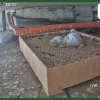 Singapore peregrine falcon nanny cam faces technical issues