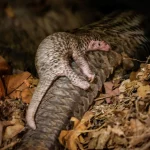 Critically endangered pangolin born at Mandai Wildlife Reserve, the first in 10 years